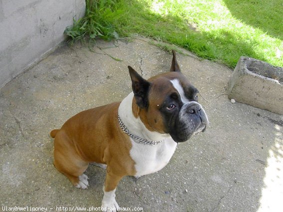 Photo de Boxer