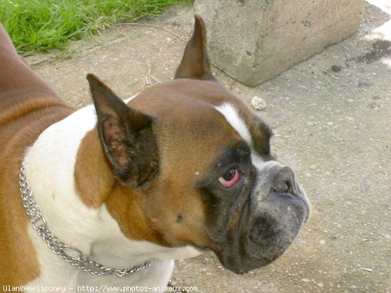 Photo de Boxer