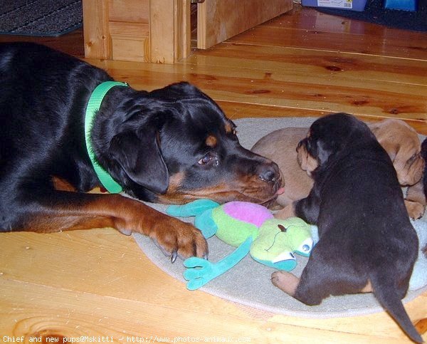 Photo de Rottweiler