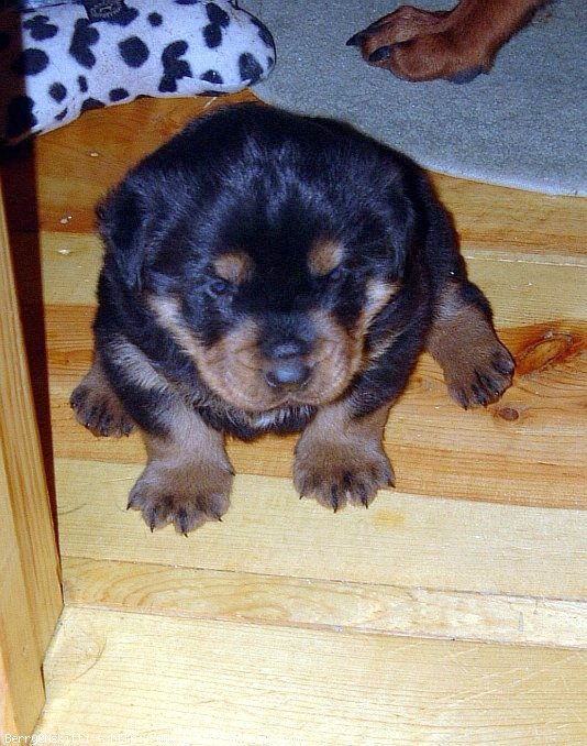 Photo de Rottweiler