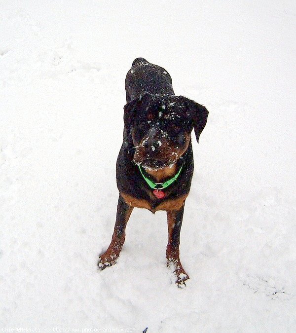 Photo de Rottweiler