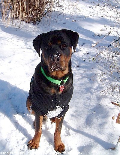 Photo de Rottweiler