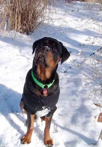 Photo de Rottweiler