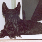 Photo de Scottish terrier