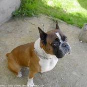 Photo de Boxer