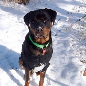 Photo de Rottweiler