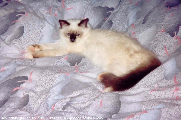 Photo de Sacr de birmanie