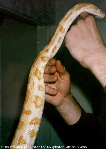 Photo de Serpent