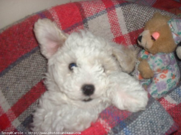 Photo de Bichon  poil fris