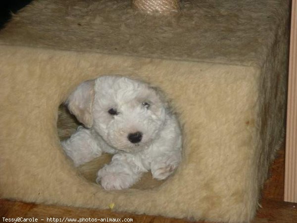 Photo de Bichon  poil fris