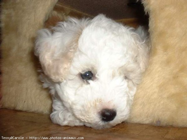 Photo de Bichon  poil fris