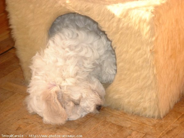 Photo de Bichon  poil fris