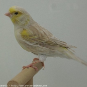 Photo de Canari