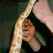 Photo de Serpent