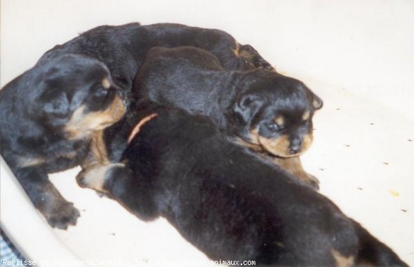 Photo de Rottweiler