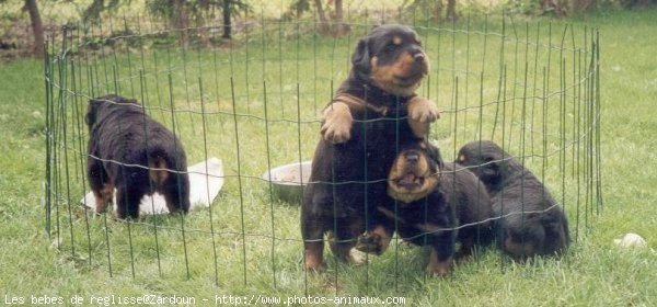 Photo de Rottweiler