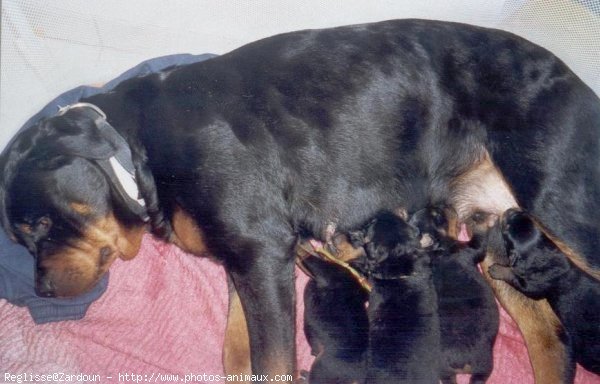 Photo de Rottweiler