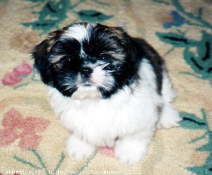 Photo de Shih tzu