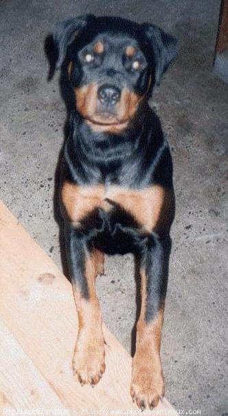 Photo de Rottweiler