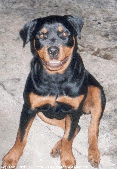 Photo de Rottweiler