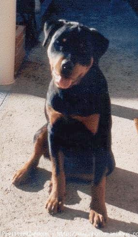 Photo de Rottweiler