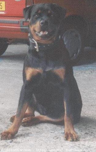 Photo de Rottweiler