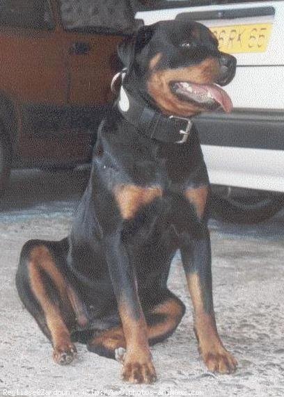 Photo de Rottweiler