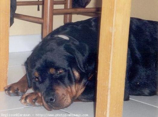 Photo de Rottweiler