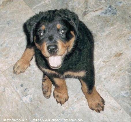 Photo de Rottweiler