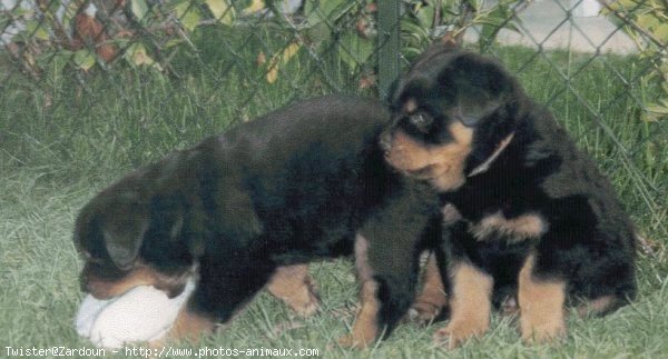 Photo de Rottweiler