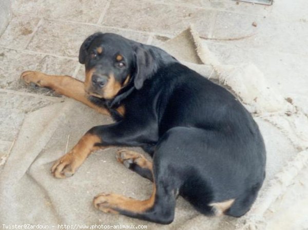 Photo de Rottweiler