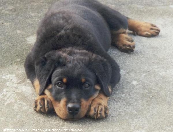 Photo de Rottweiler