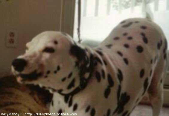 Photo de Dalmatien