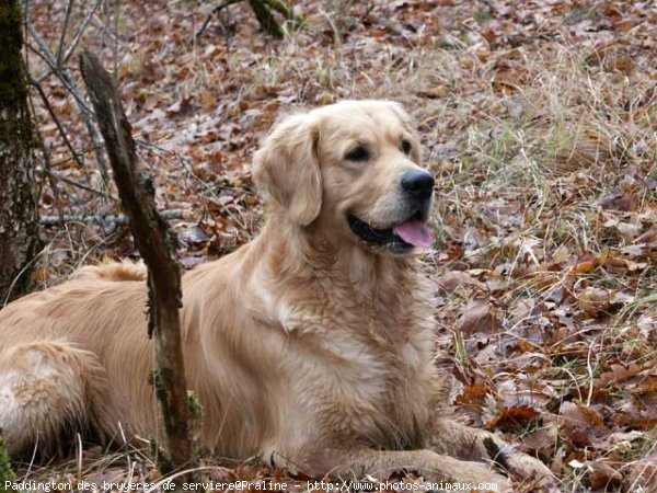 Photo de Golden retriever