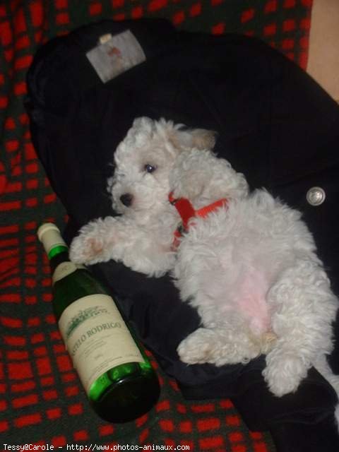 Photo de Bichon  poil fris