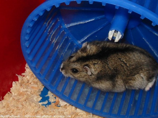 Photo de Hamster