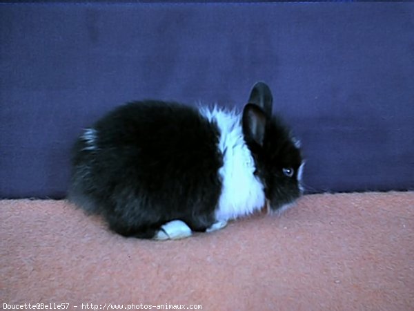 Photo de Lapin