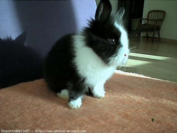 Photo de Lapin