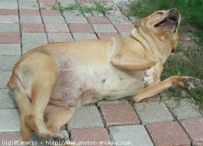 Photo de Labrador retriever