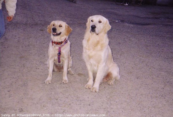 Photo de Golden retriever