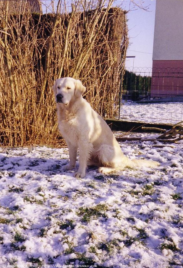 Photo de Golden retriever