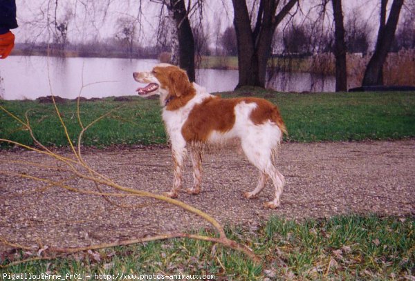 Photo d'Epagneul breton