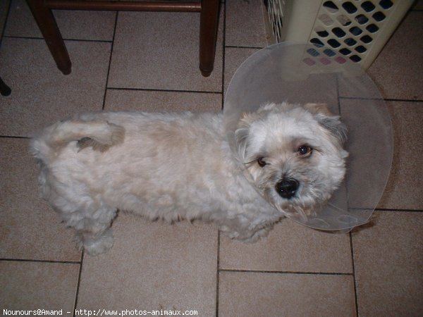 Photo de Lhassa apso