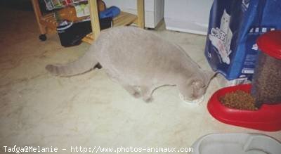 Photo de British shorthair