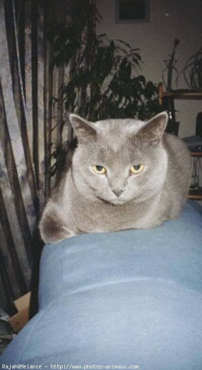 Photo de Chartreux