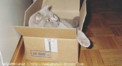 Photo de British shorthair