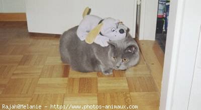 Photo de Chartreux