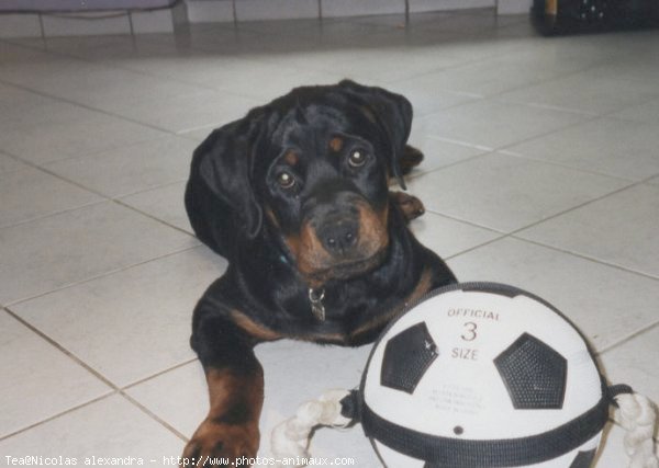 Photo de Rottweiler