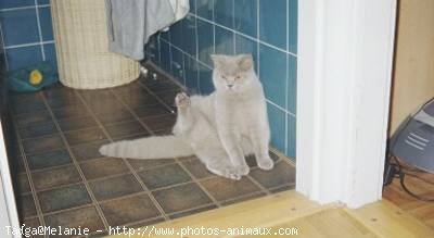 Photo de British shorthair