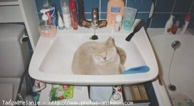 Photo de British shorthair